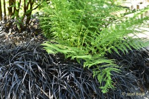 Ophiopogon planiscapus 'Nigrescens'